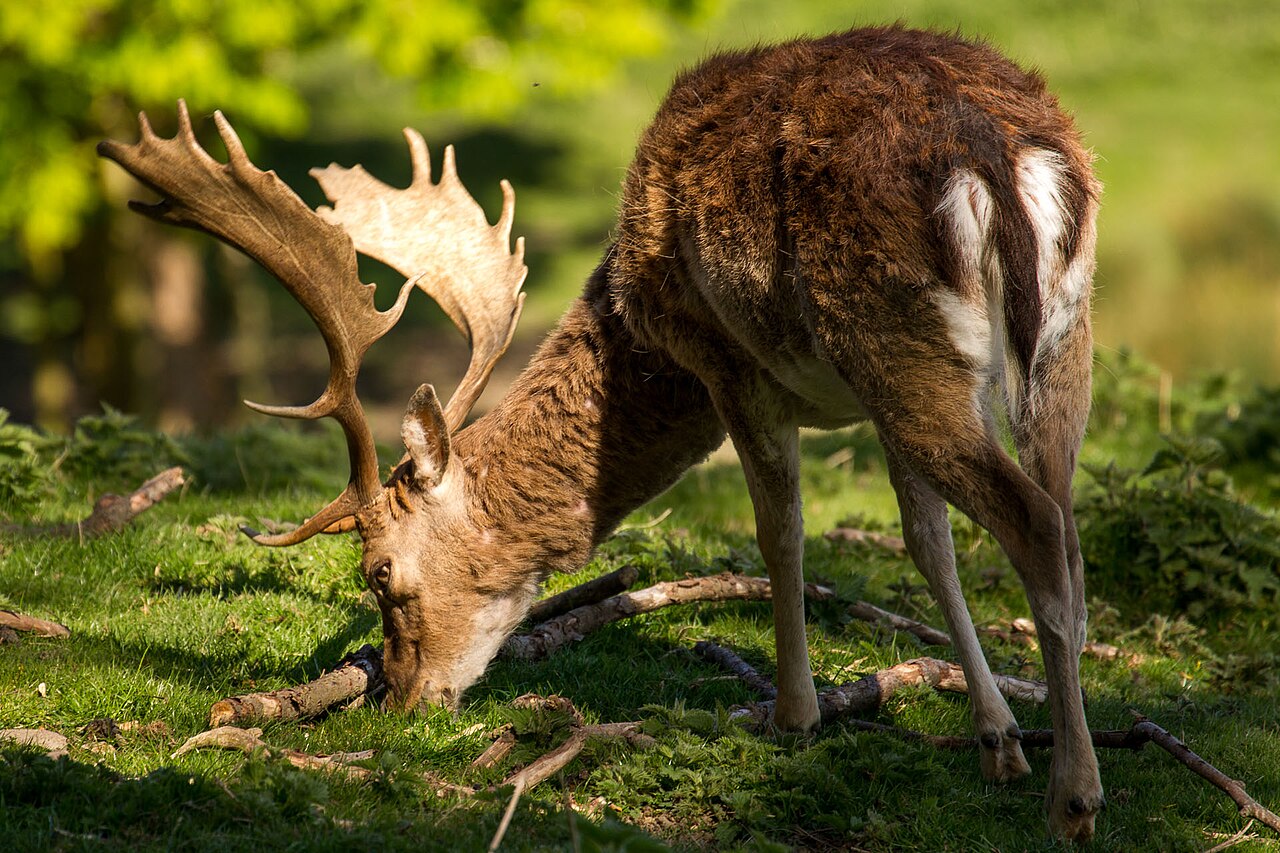 Vuxen dovhjort med breda skovelformade horn