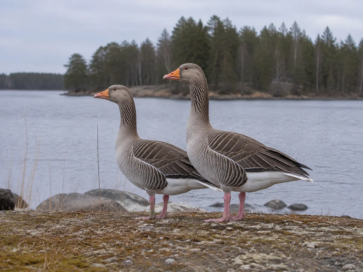 Illustration av ett grågåspar vid en svensk strandäng
