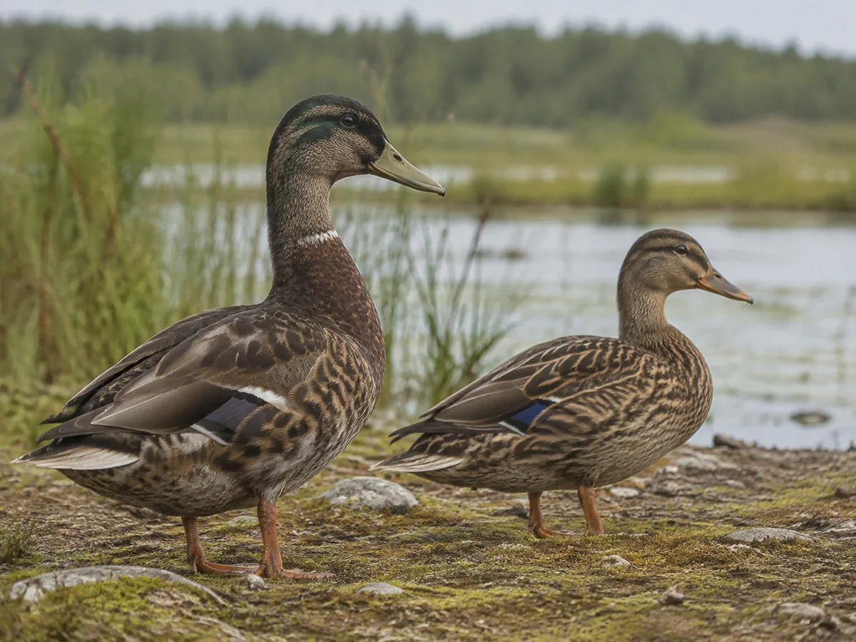 Ung gräsand i diskret brun fjäderdräkt vid vatten