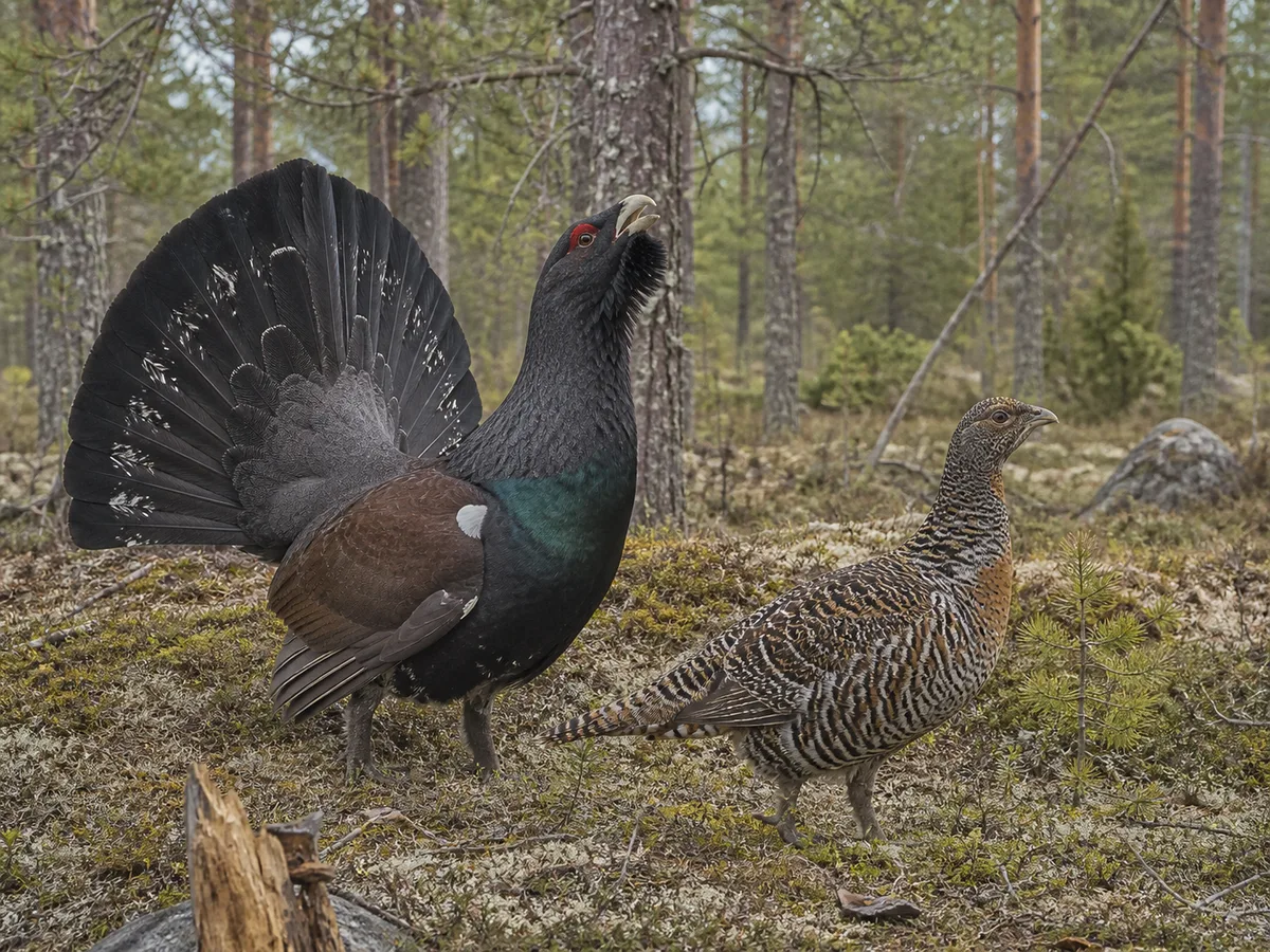 Illustration av tjädertupp och tjäderhöna i svensk barrskog