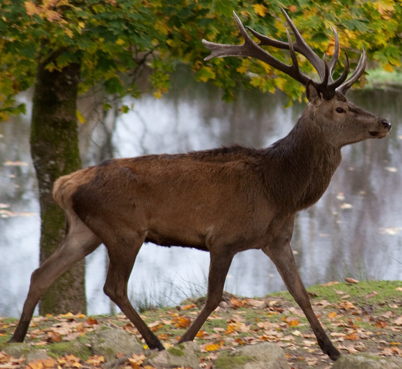 Kronhjort med stort grenigt horn i höstmiljö