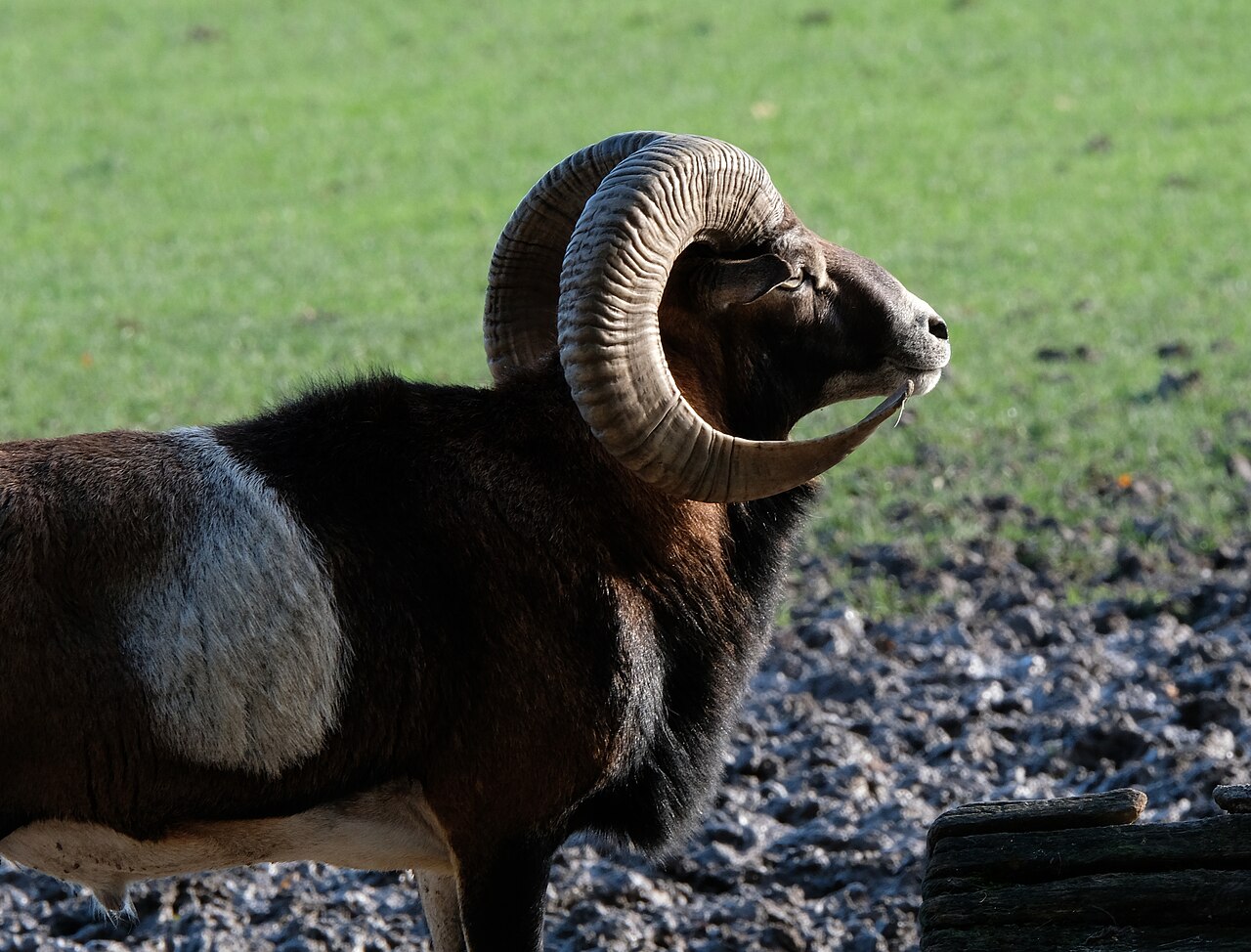 Vuxen mufflonbagge med kraftigt böjda horn