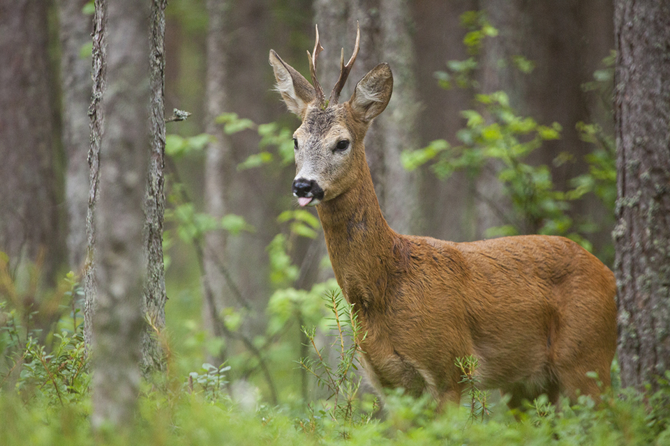 Rådjursbock med horn stående i vegetation