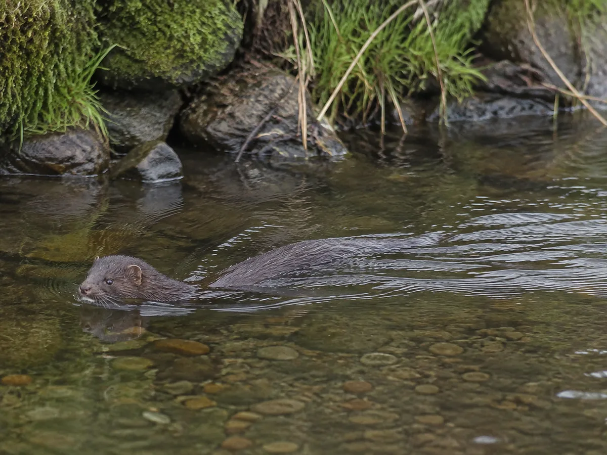 Mink som simmar nära en svensk åstrand