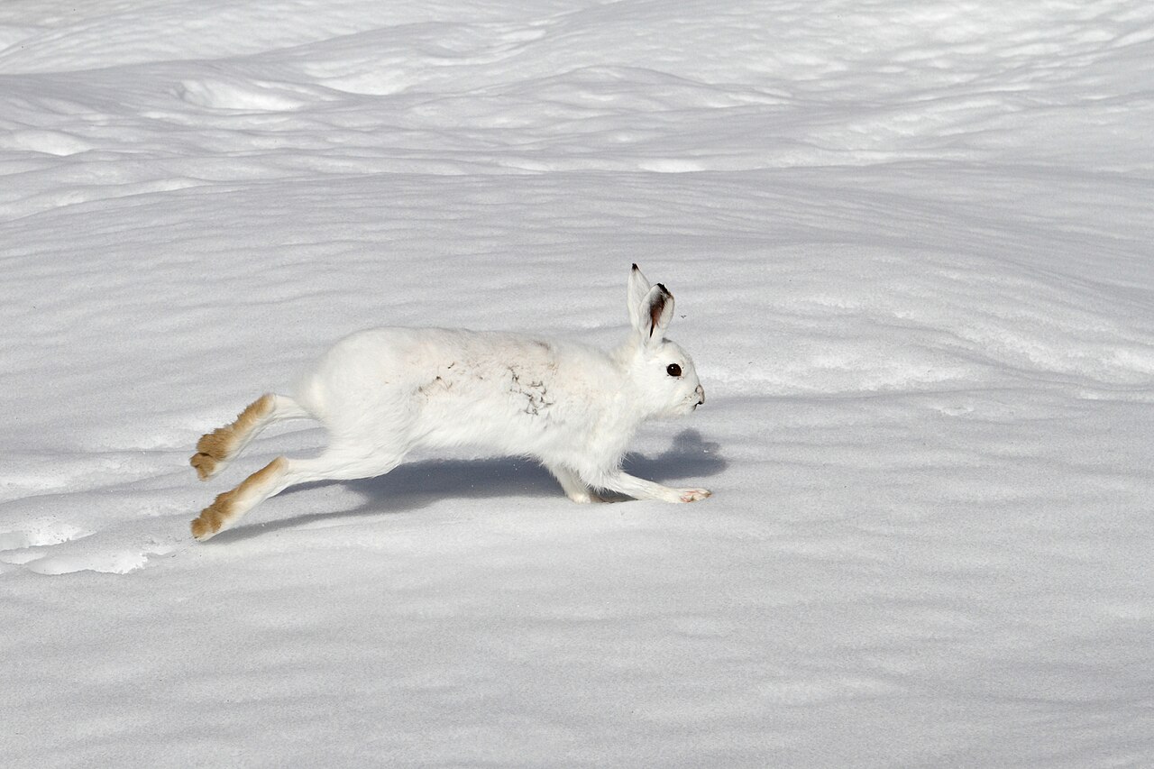 Vit skogshare i vintersnö